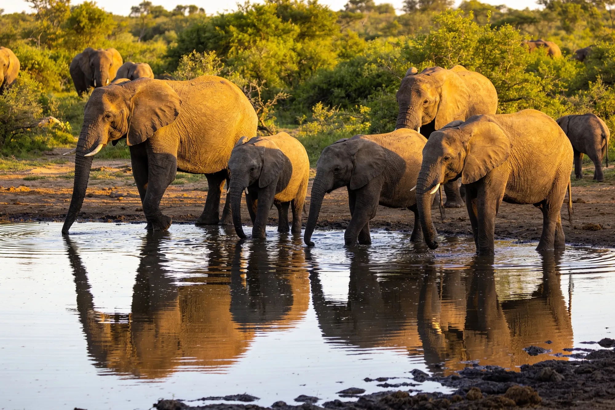 Kruger Park